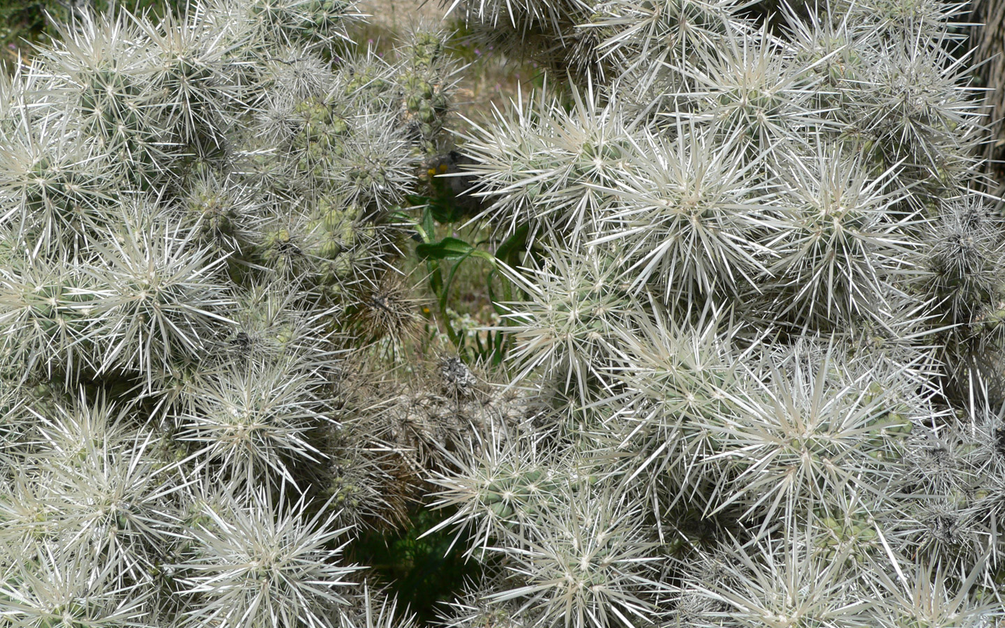 cactusspikes.jpg